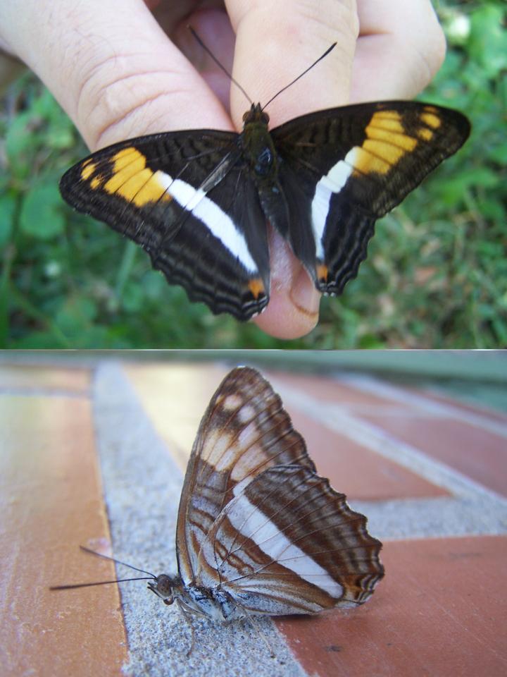 FIGURE 2 FIGURE 2